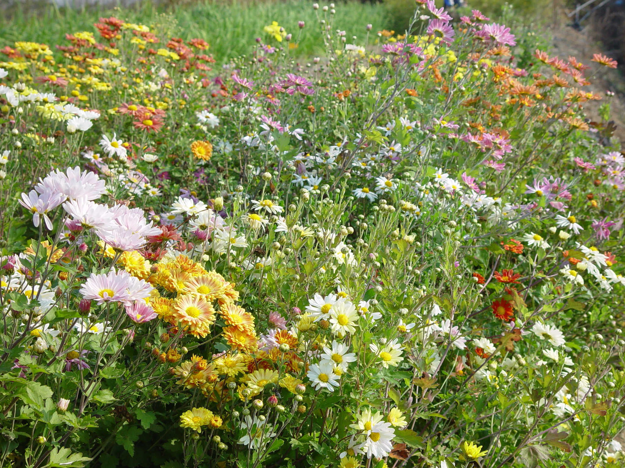Chrysanthemum indicum 'Bridal Robe'